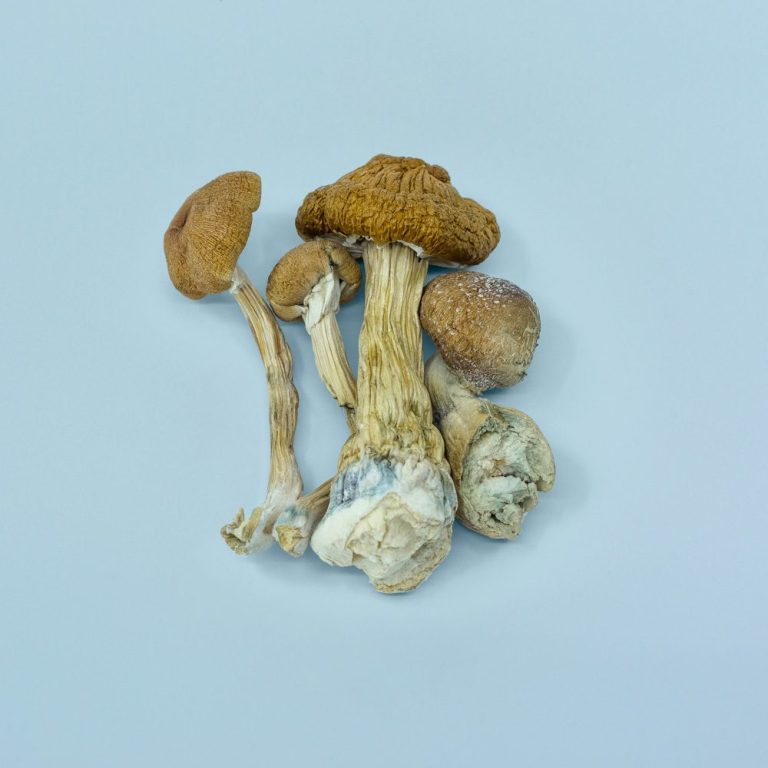 Golden Teacher Magic Mushrooms