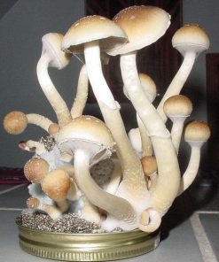 Matias Romero Mushrooms